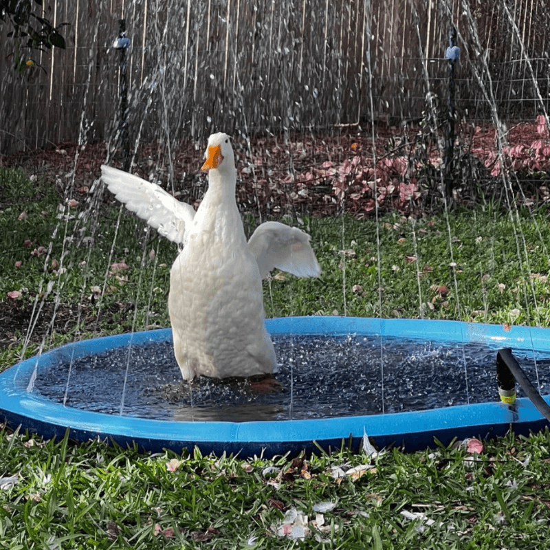 SplashPaw™ Fun Zone - The Splash Pad Makes Your Pup and Kids Happy! - Montero Milan