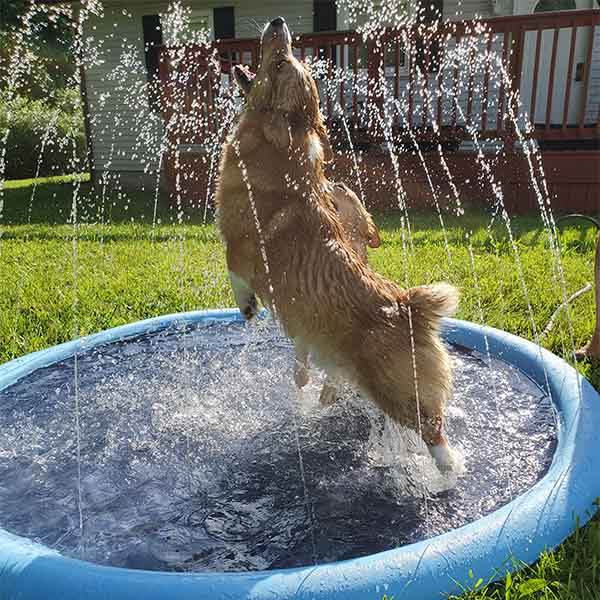 SplashPaw™ Fun Zone - The Splash Pad Makes Your Pup and Kids Happy! - Montero Milan