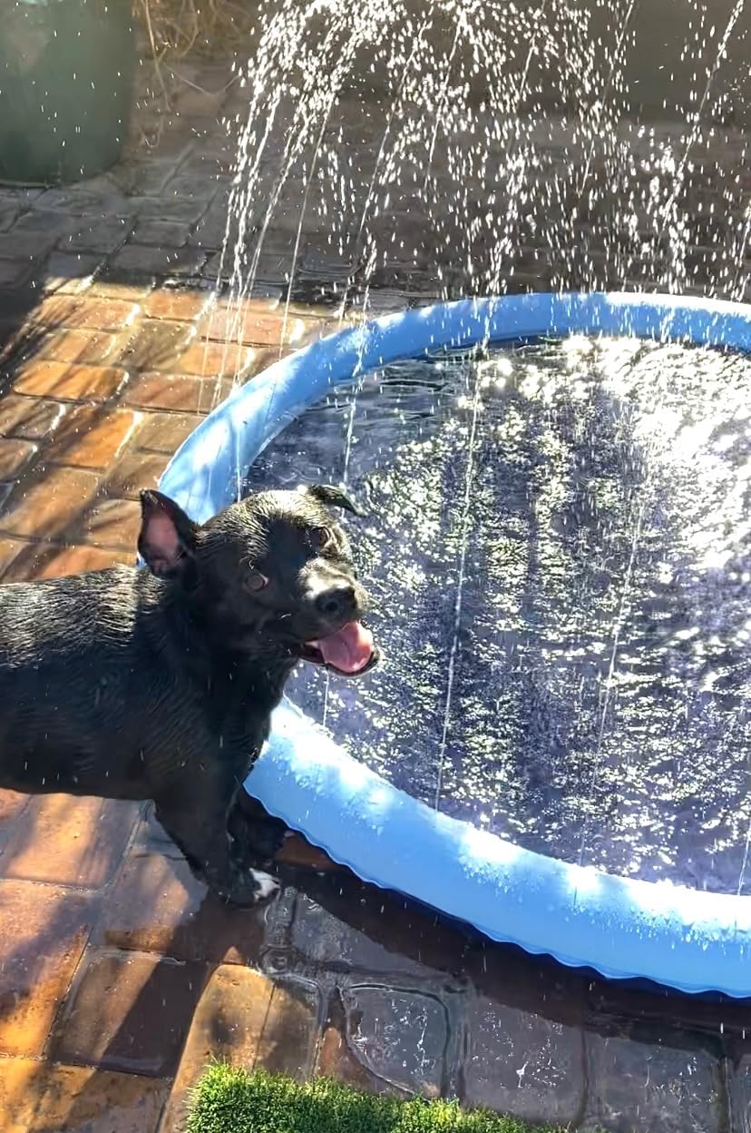 SplashPaw™ Fun Zone - The Splash Pad Makes Your Pup and Kids Happy!