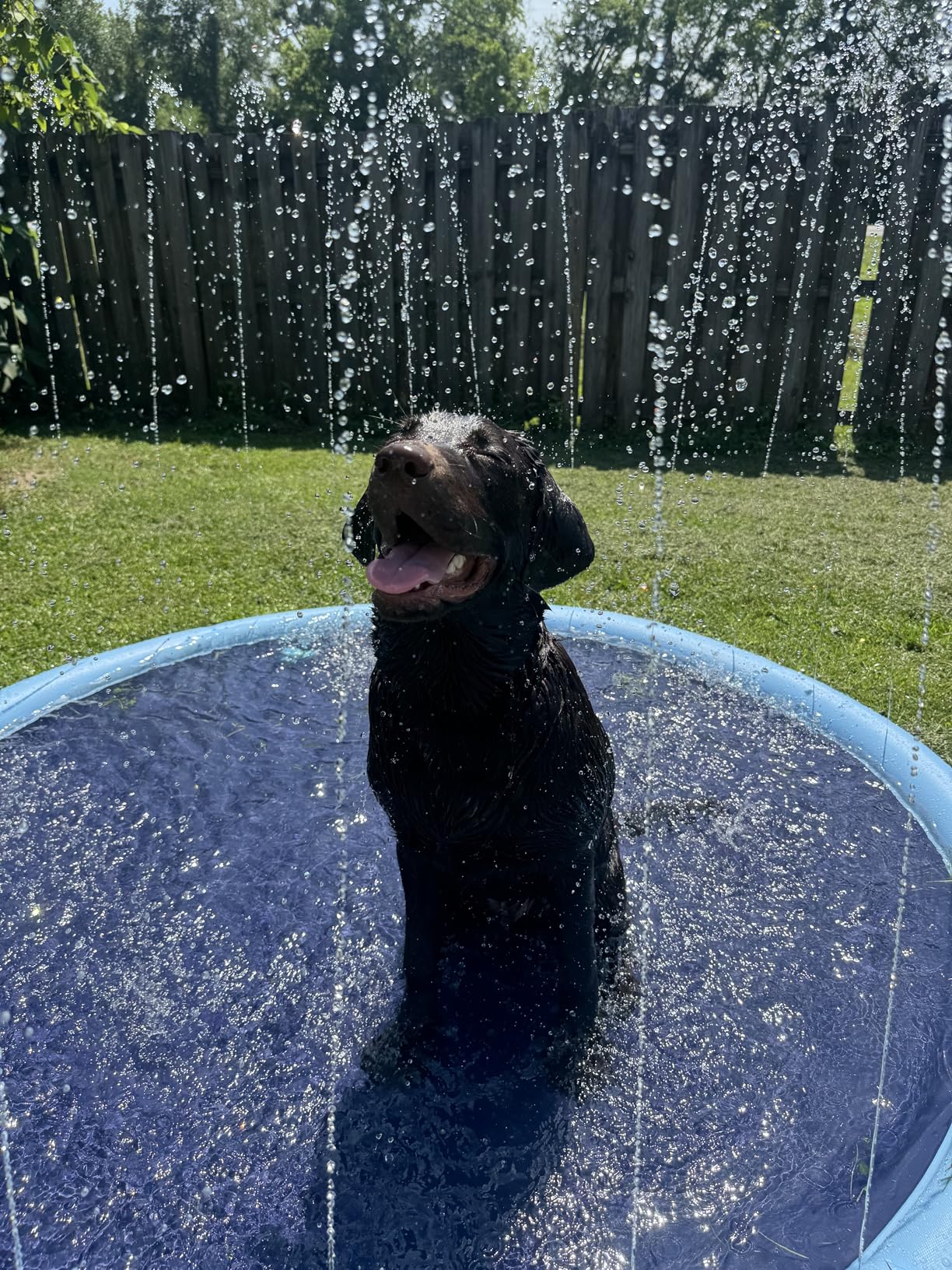 SplashPaw™ Fun Zone - The Splash Pad Makes Your Pup and Kids Happy!